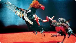 Home 35 Live Cockfighting.png